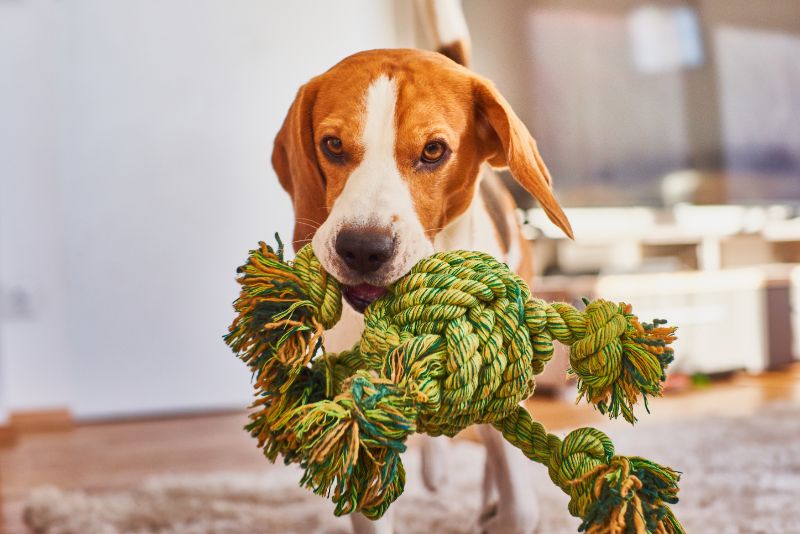 A dog playing with a rope toy
